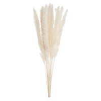 TROCKENBLUMEN PAMPASGRAS Flower Market - Beige, Naturmaterialien (30cm) - BUTLERS