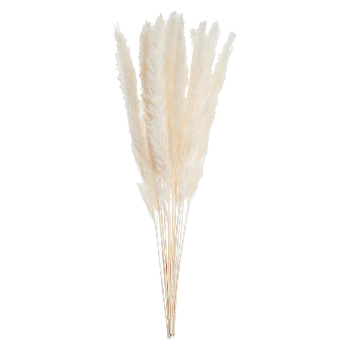 TROCKENBLUMEN PAMPASGRAS Flower Market - Beige, Naturmaterialien (30cm) - BUTLERS