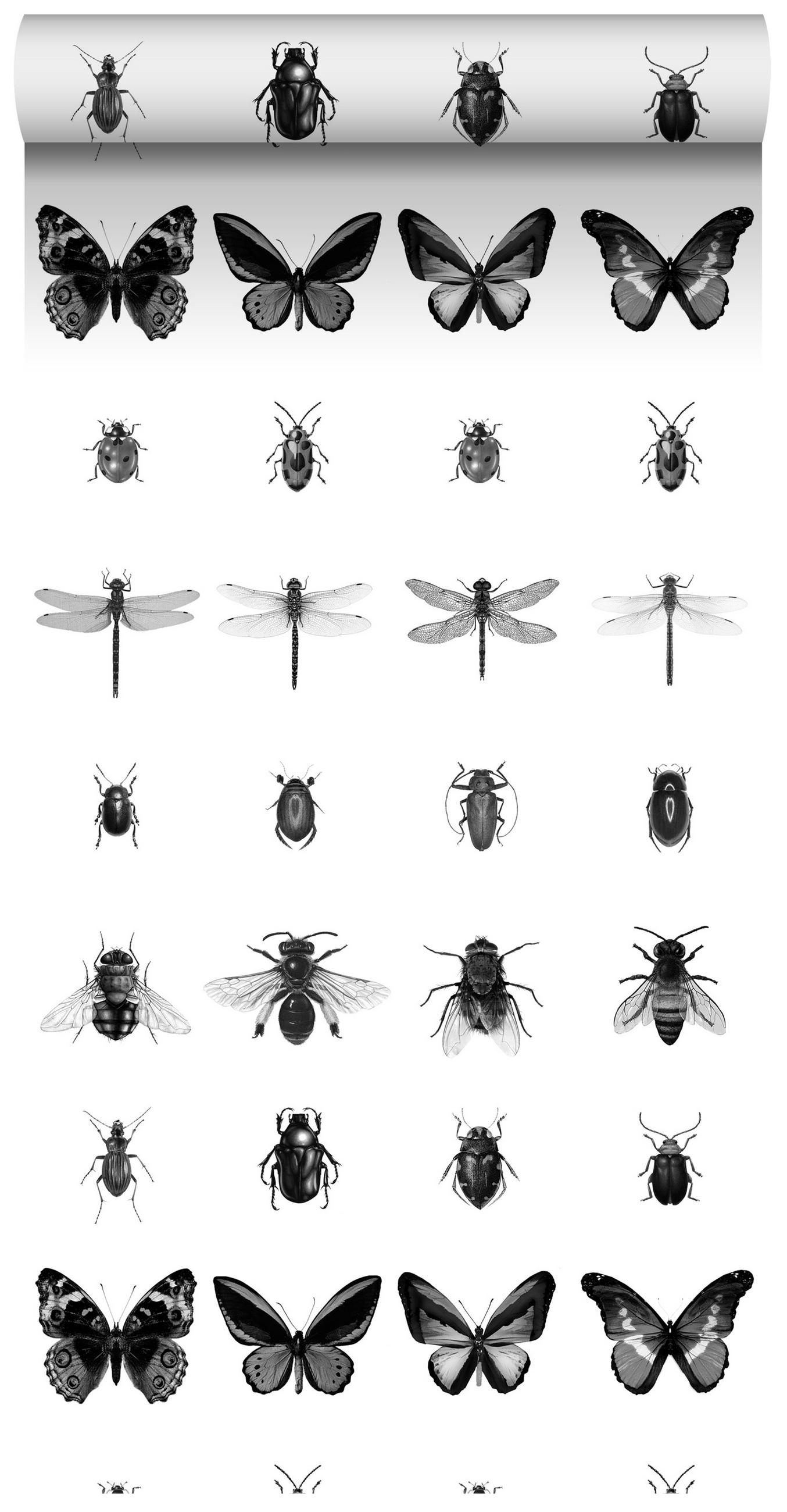 XXL-VLIESTAPETE Zeichnungen von Insekten 50 x 900 cm - Schwarz, Papier (50/900cm) - ESTAhome