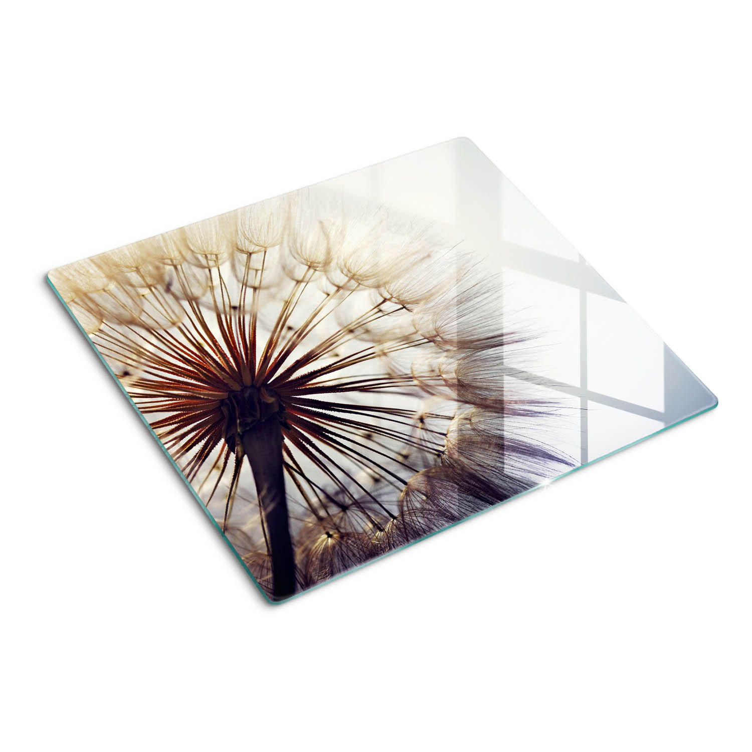 GLASPLATTE 60x52 cm Löwenzahn - Weiß, Glas (60/0.4/52cm) - TULUP