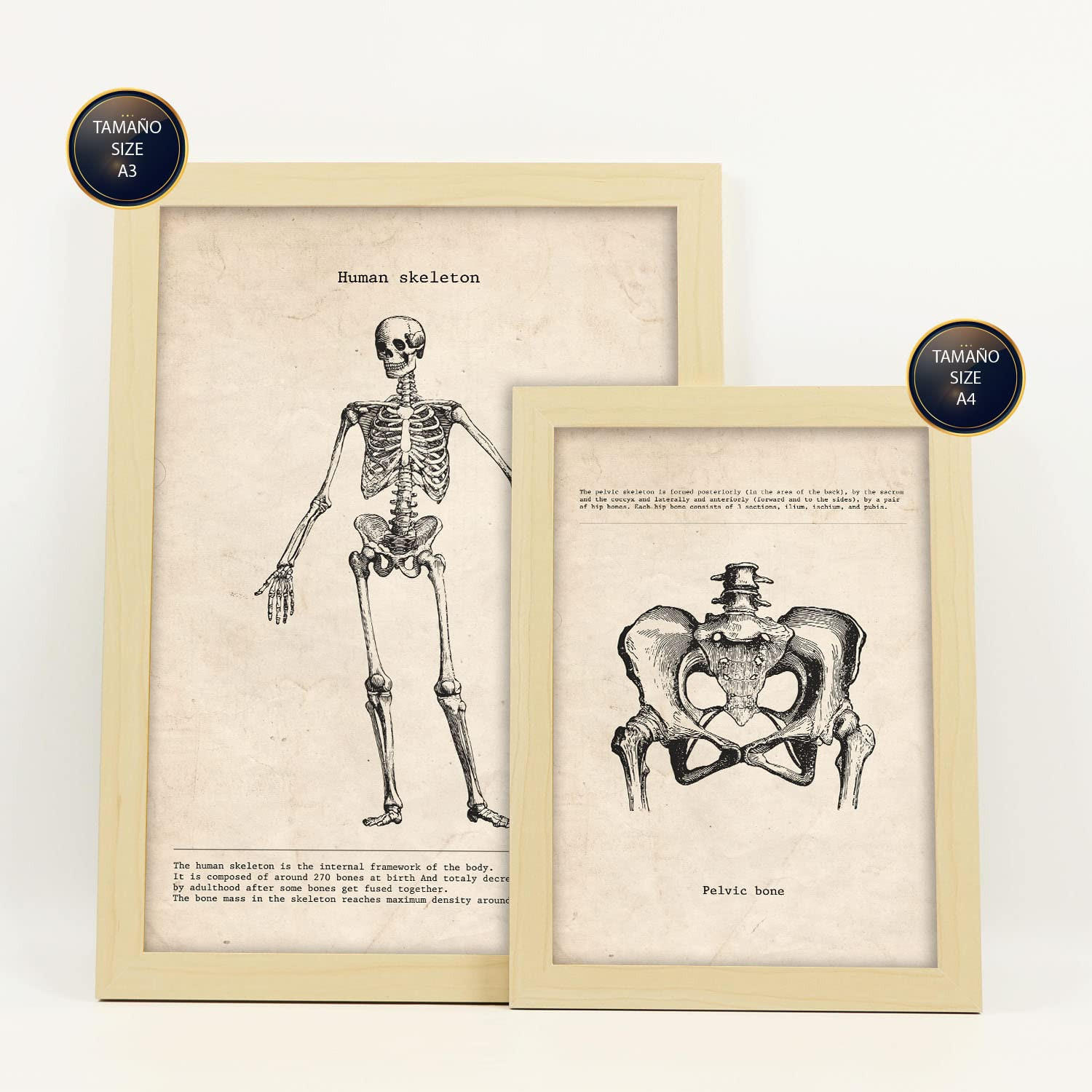 POSTER Set Mit 6 Skelett Medizinische Illustrationen Im Vintage Stil Von Anatomie, Körperteilen, Knochen Und Muskeln A3 & A4 Rahmen Aus Hellem Holz - Beige, Papier (29/3cm) - Nacnic