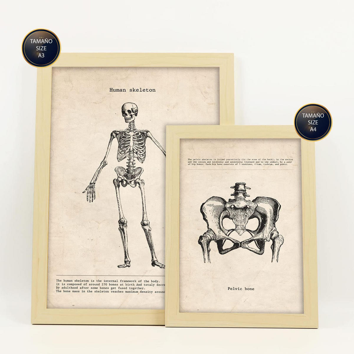 POSTER Set Mit 6 Knochenanatomie Größe A3 & A4 Rahmen aus hellem Holz - Beige, Papier (29.7/1cm) - Nacnic