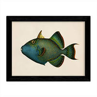 POSTER Fish – Vintage A3 Schwarzer Rahmen - Schwarz, Papier (29.7/5/42cm) - Nacnic