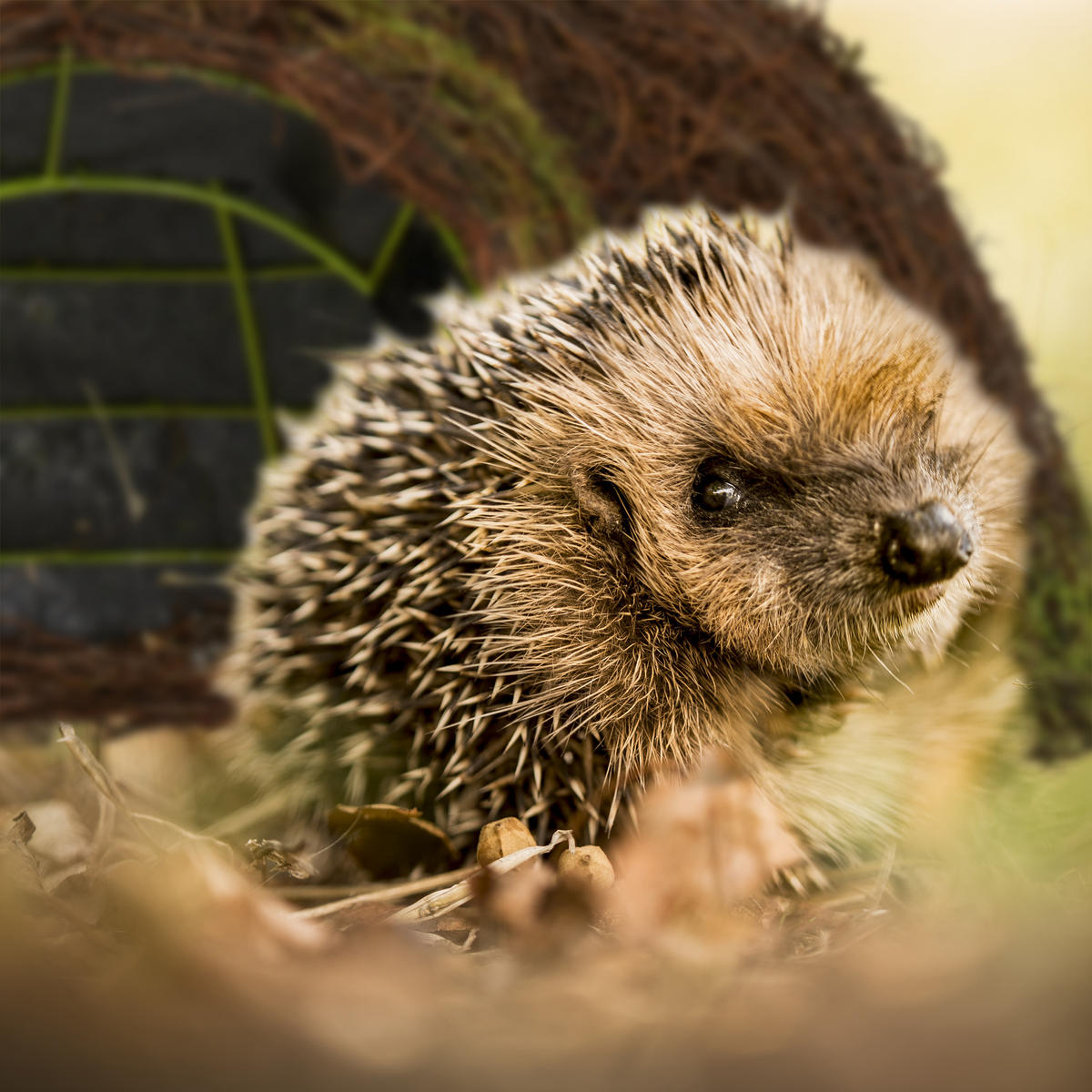 IGELHAUS - Dunkelbraun, Naturmaterialien/Textil (52/20/45cm) - Relaxdays