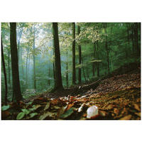 FOTOTAPETE Wald 3D Effekt Natur Wohnzimmer 350x250 - Multicolor, Papier (350/250cm) - Wallarena