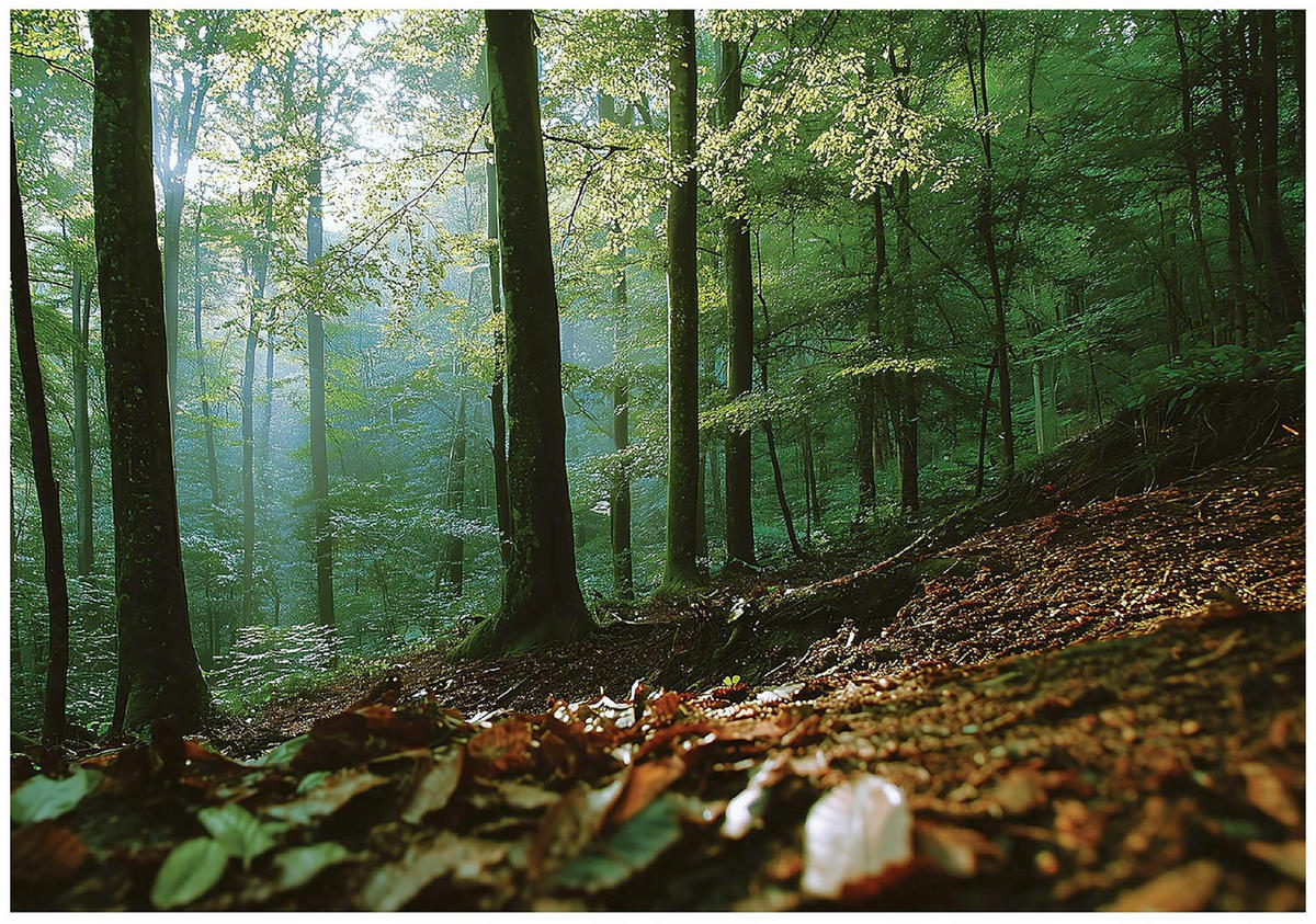 FOTOTAPETE Wald 3D Effekt Natur Wohnzimmer 350x250 - Multicolor, Papier (350/250cm) - Wallarena