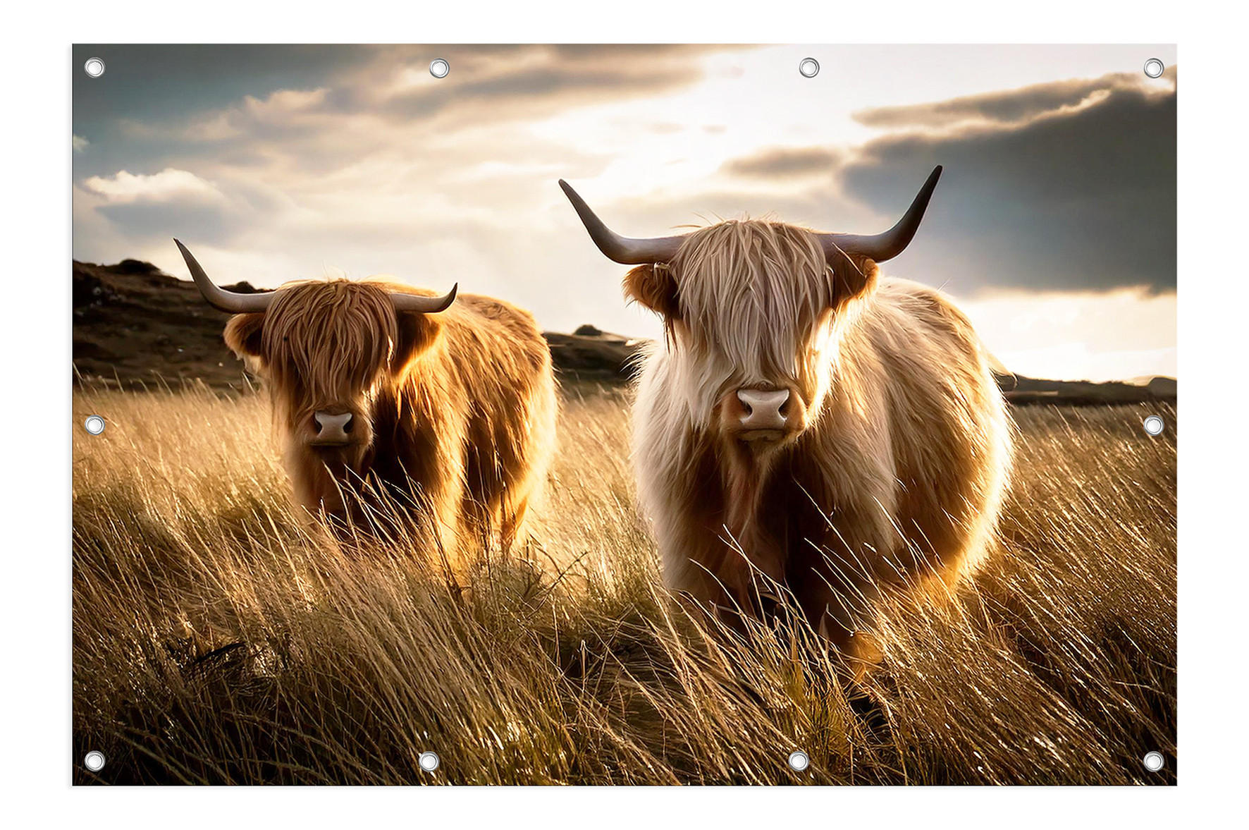 GARTEN-POSTER 120x80 cm Hochlandrinder - Beige, Kunststoff (120/80/2cm) - artissimo
