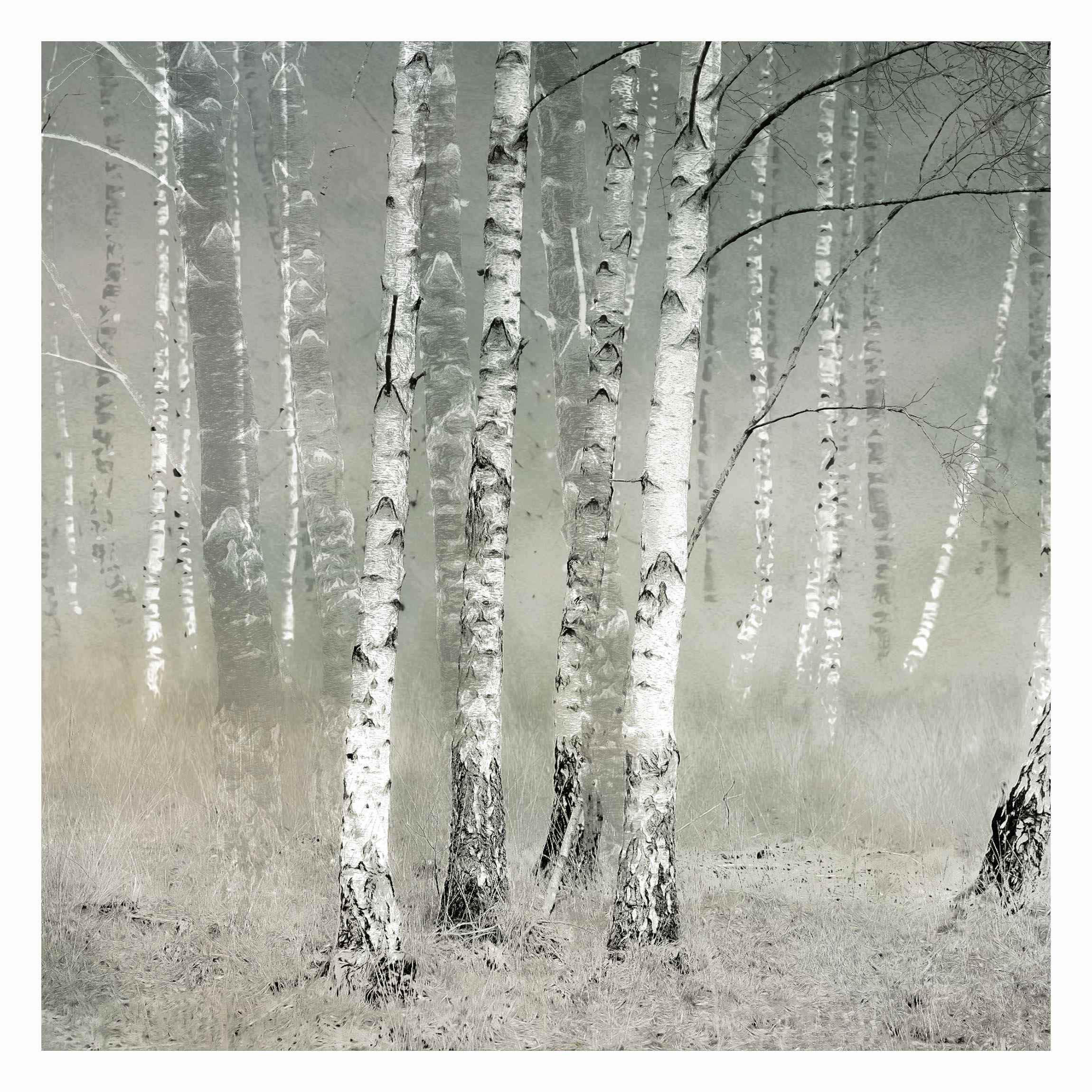 FOTOTAPETE Ruhender Birkenwald 192/192 cm - Grau, Papier (192/192cm) - Bilderwelten