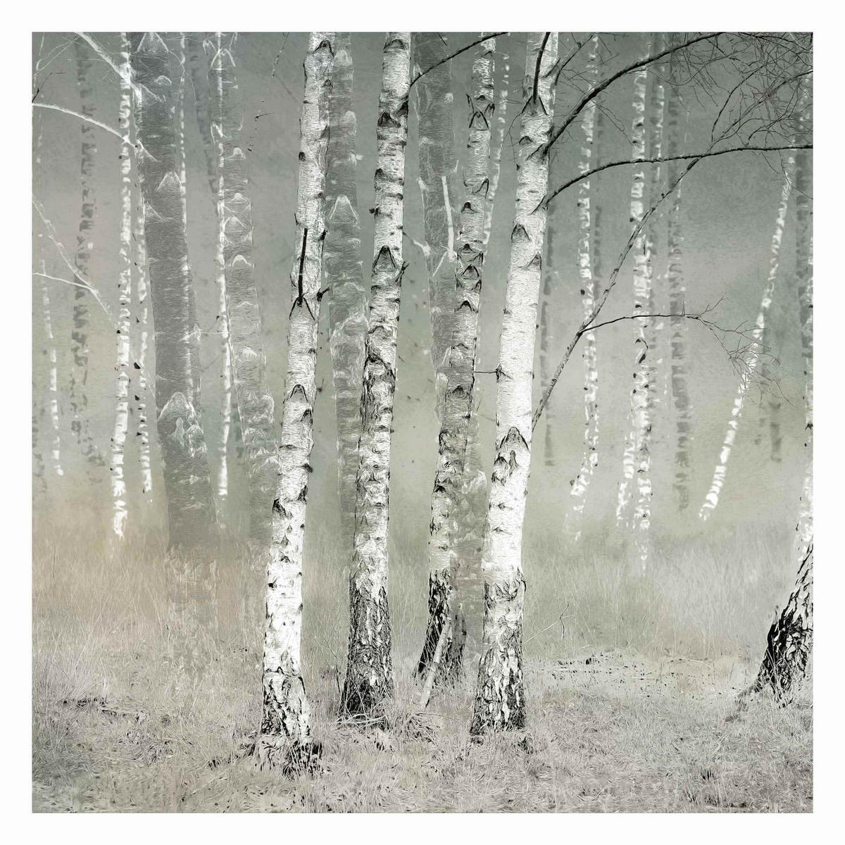 FOTOTAPETE Ruhender Birkenwald 288/288 cm - Grau, Papier (288/288cm) - Bilderwelten