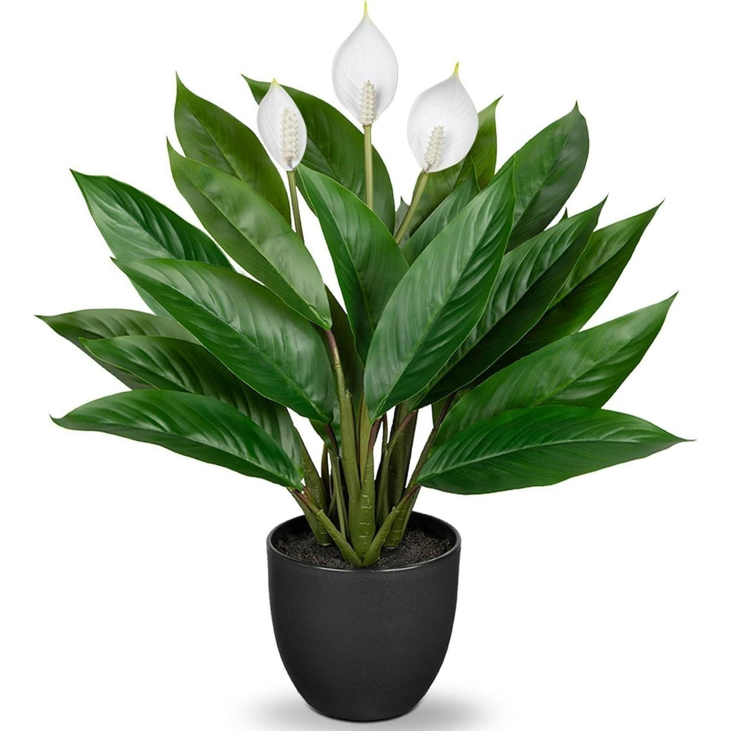 KUNSTPFLANZE Calathea Buschig mit 22 Blättern 43 cm Grün - Grün, Kunststoff (36cm)