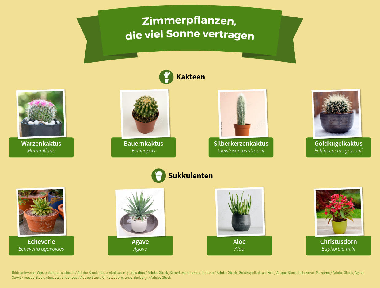 Sonnenliebende Zimmerpflanzen, Die passende Pflanze für jedes Zimmer XXXLutz