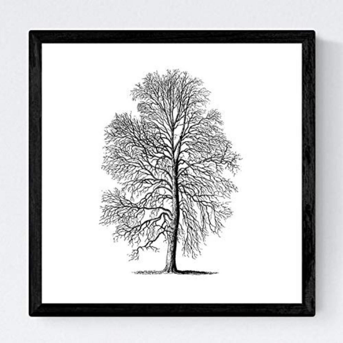 POSTER Set mit 4 Blättern der Caduda Bäume und immergrüne weiß 30x30 cm Rahmenlos - Klar, Papier (30/3cm) - Nacnic