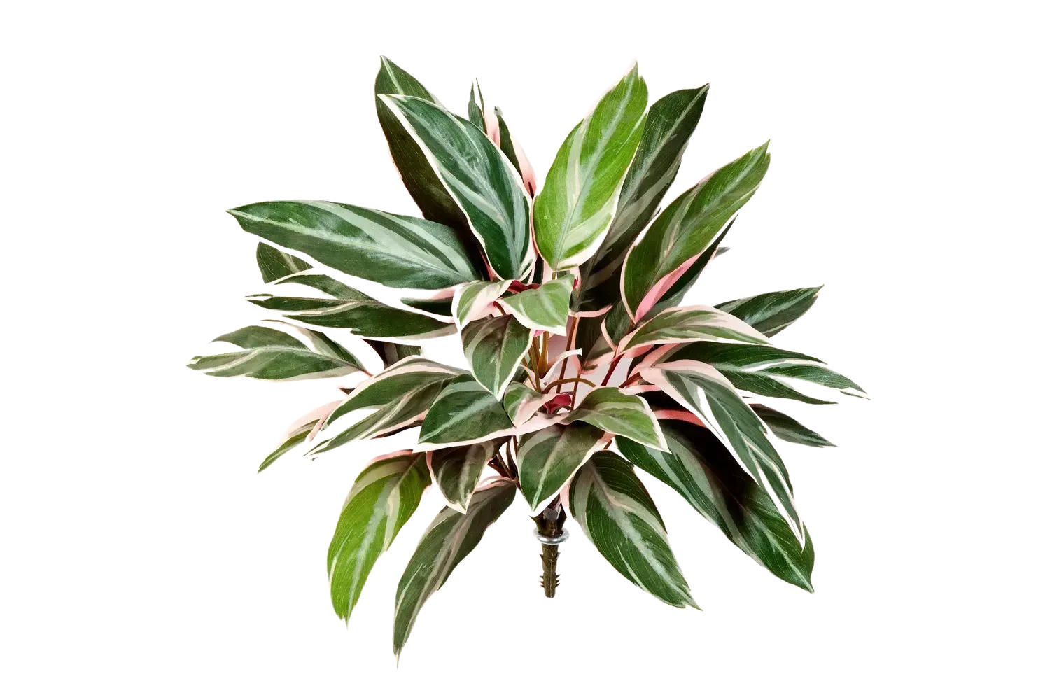 KUNSTPFLANZE Künstliche Cordyline - Mila 48 cm - Multicolor, Kunststoff (48cm) - aplanta