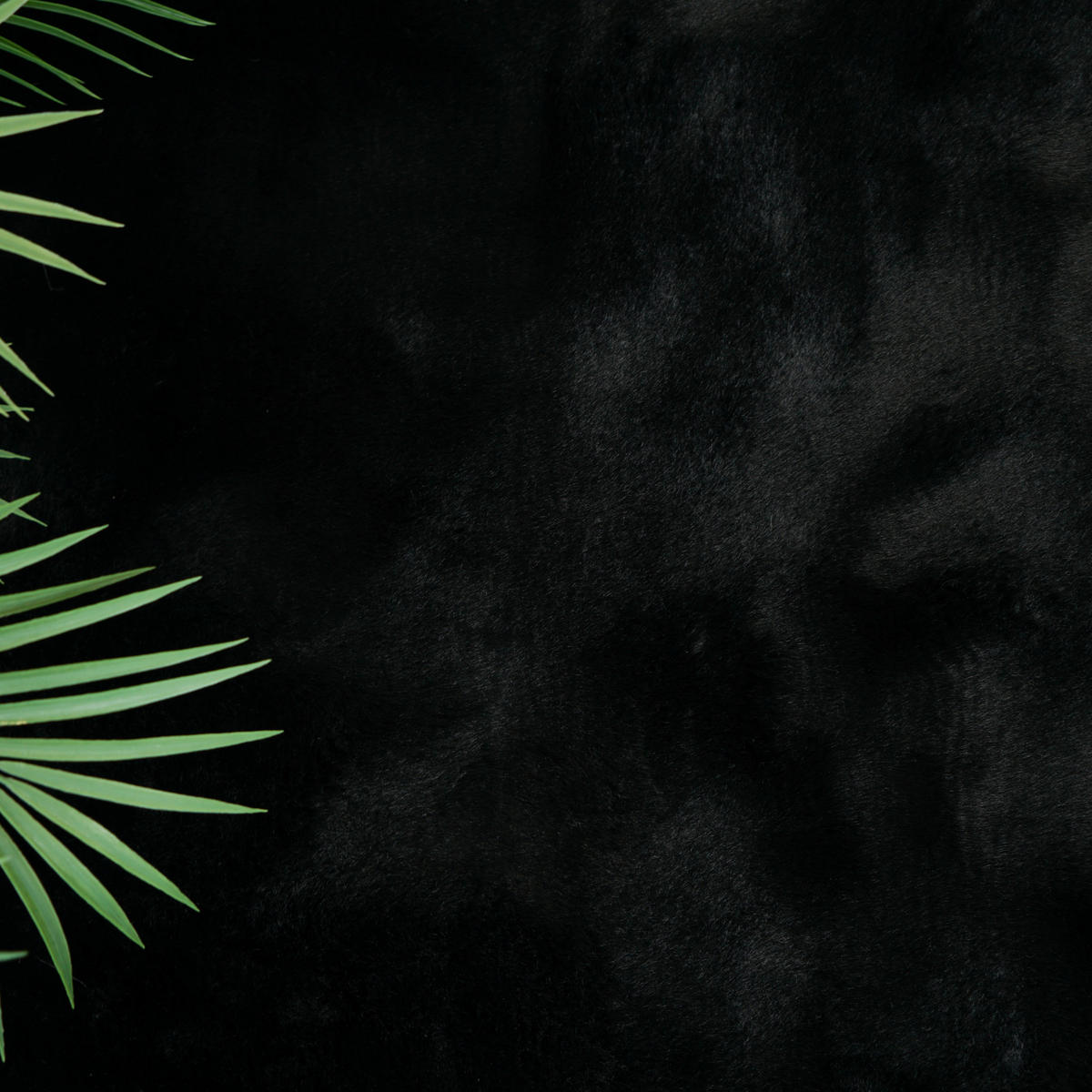 FELLTEPPICH CLOUD SUPER SOFT 120/170 cm Schwarz - Schwarz, Textil (120/170cm) - Consilio Concept