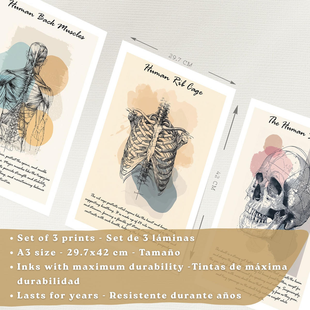 POSTER Set aus 3 Anatomie Mensch Lernposter Drucke und Wandbilder mit Muskeln Rücken Brustkorb Schädel Wanddekoration Größe Schwarzer Rahmen A3 - Schwarz, Papier (29.7/42/3cm) - Nacnic