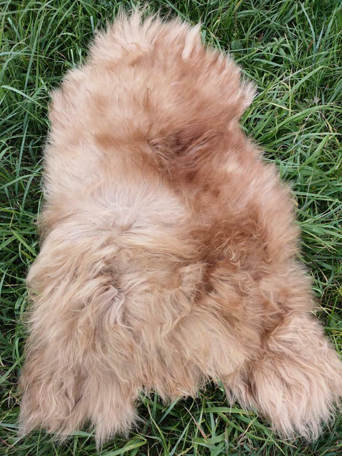 SCHAFFELL Island Lammfell XXL ca. 110–120 cm Braun - Braun, Fell (60/120cm) - Provellus