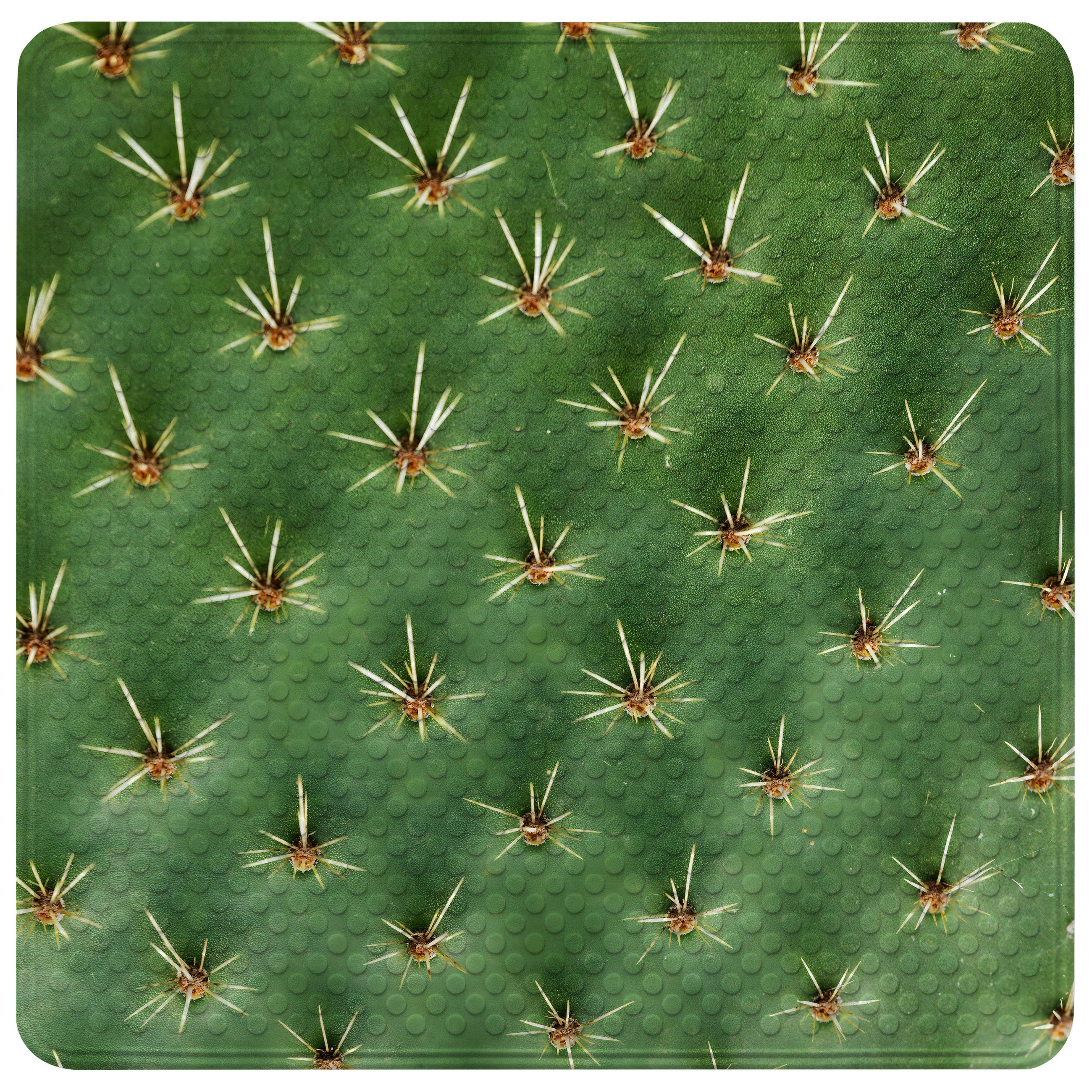 BADEMATTE Kaktus - Grün, Kunststoff (53/53cm) - Sanilo