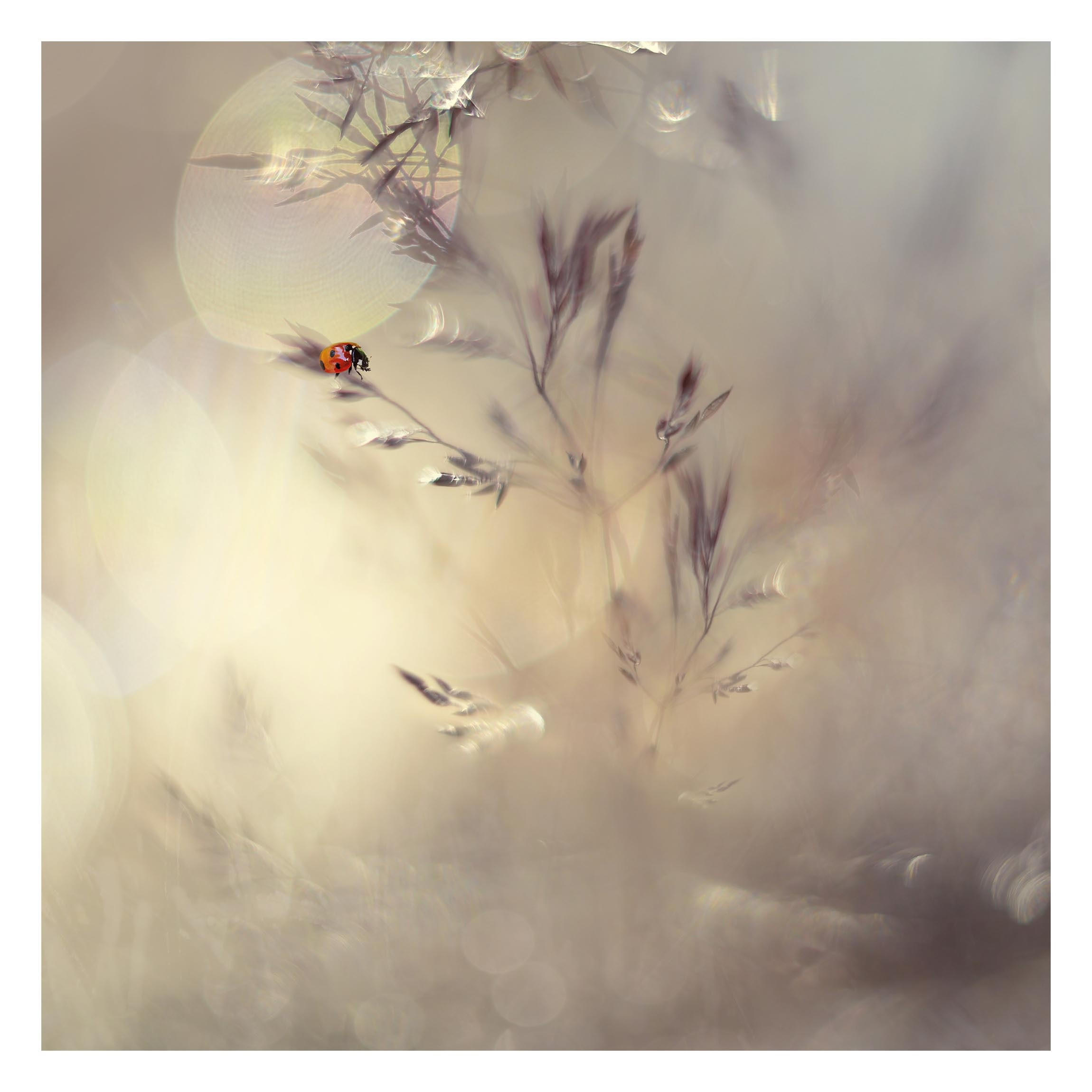 Bilderwelten Fototapete Eiche 288x288 cm
