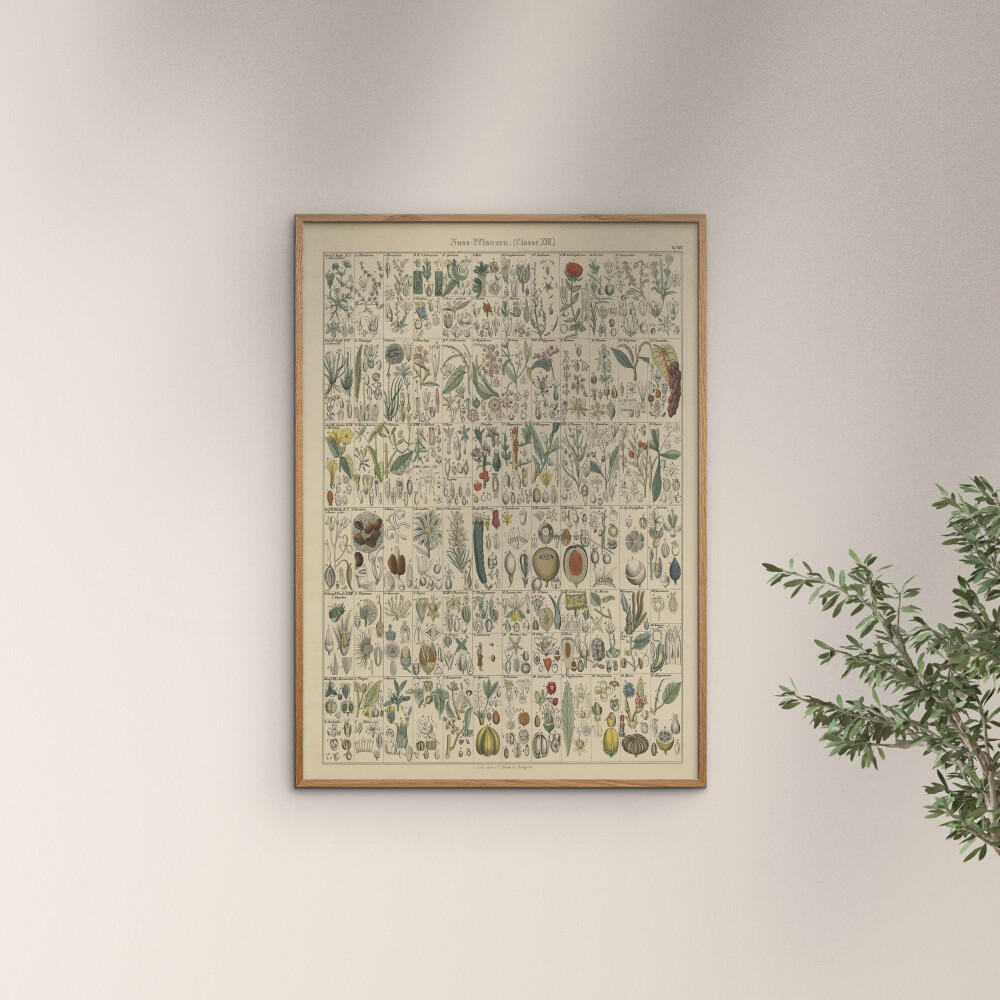 POSTER mit Rahmen Wild Apple - Flora Chart II - Eichefarben/Grün, Holz/Papier (30/40cm) - Poster&Frame