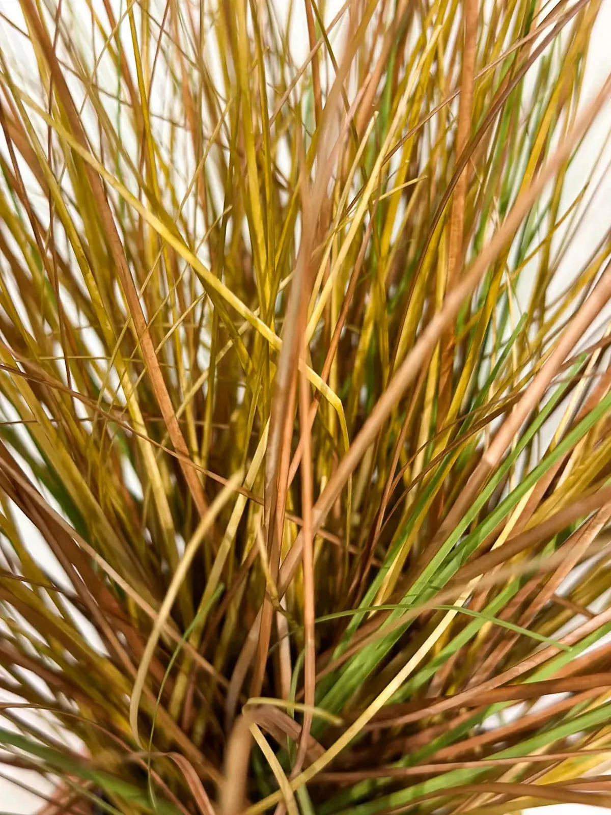 GRÄSER Künstliches Gras - Mia 50 cm - Multicolor, Kunststoff (50cm) - aplanta