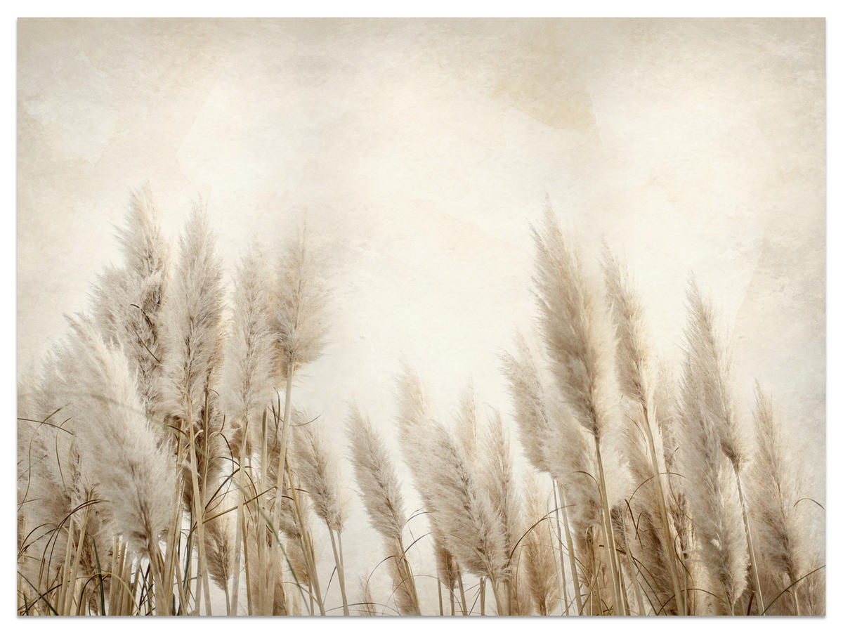 FOTOTAPETE für Schlafzimmer Boho Pampasgras Beton Pflanzen Vintage 250x175 - Beige/Braun, Papier (250/175cm) - Muralo