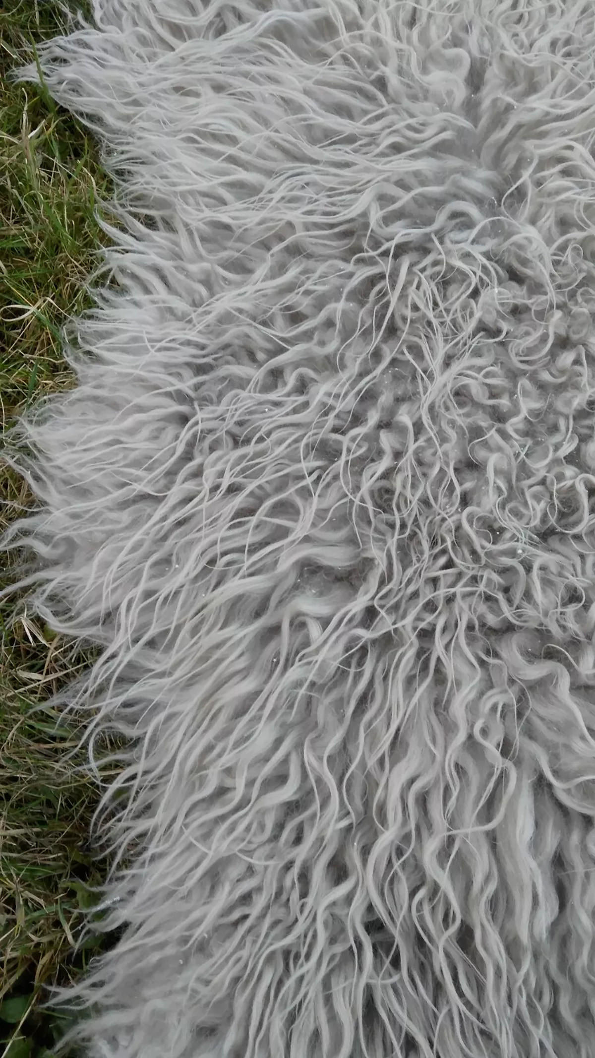 SCHAFFELL Island Lammfell lockig ca. 110 cm Naturfarben - Taupe, Fell (60/110cm) - Provellus