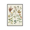 POSTER mit Rahmen Wild Apple - Victorian Garden III - Schwarz/Grün, Holz/Papier (50/70cm) - Poster&Frame