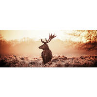 GLASBILD 80x30 cm Hirsch Natur - Gelb, Glas (80/30cm) - artissimo