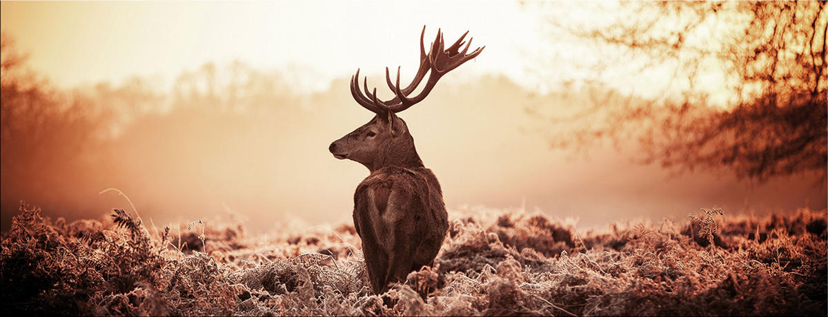 GLASBILD 80x30 cm Hirsch Natur - Gelb, Glas (80/30cm) - artissimo