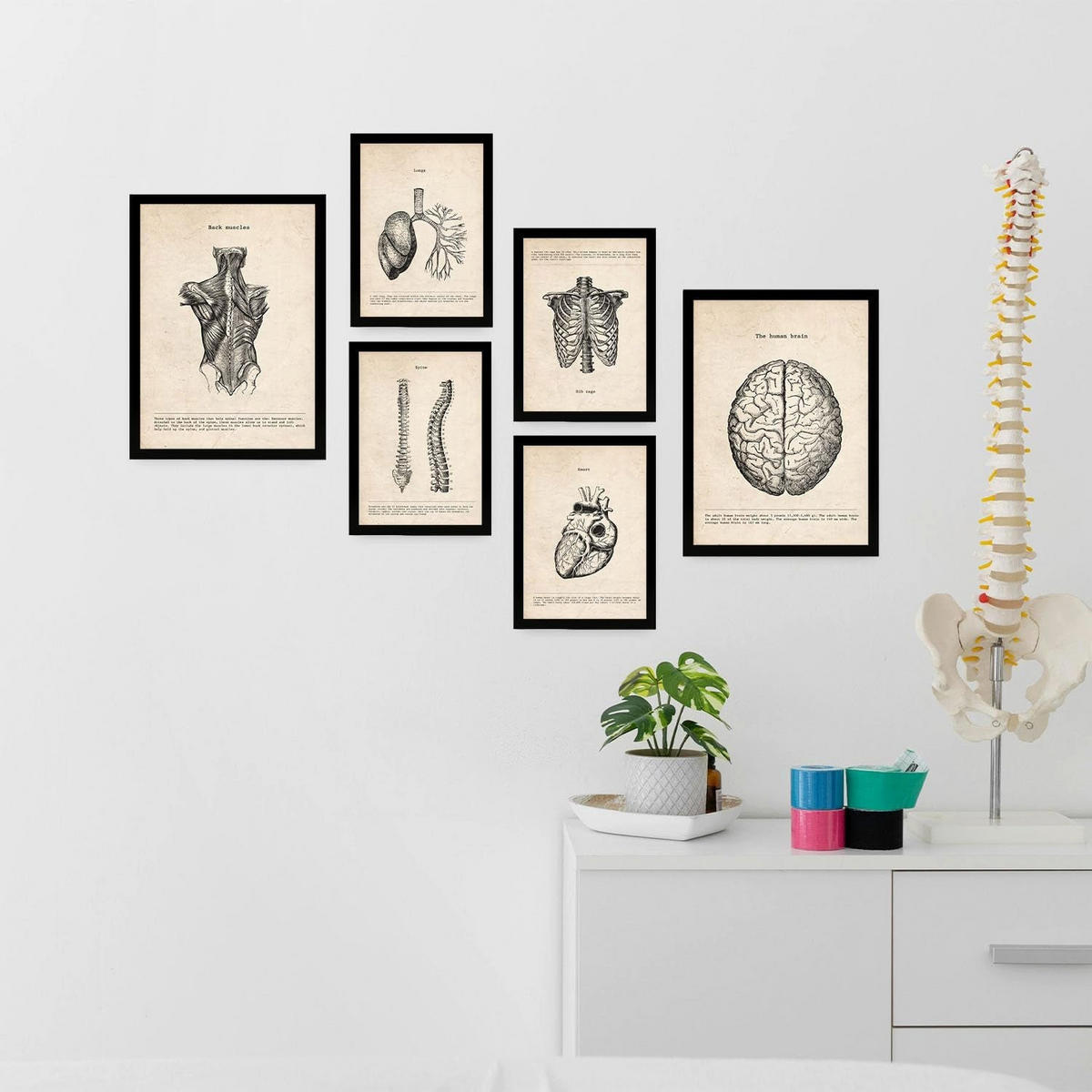 POSTER Set Mit 6 Medizinische Anatomie-Illustrationen des Oberkörpers Größe A3 und A4 Rahmenlos - Klar, Papier (29.7/1/42cm) - Nacnic