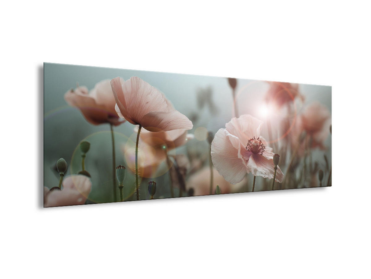 GLASBILD 80x30 cm Mohnblüten rosa Pastell - Beige, Glas (80/30cm) - artissimo