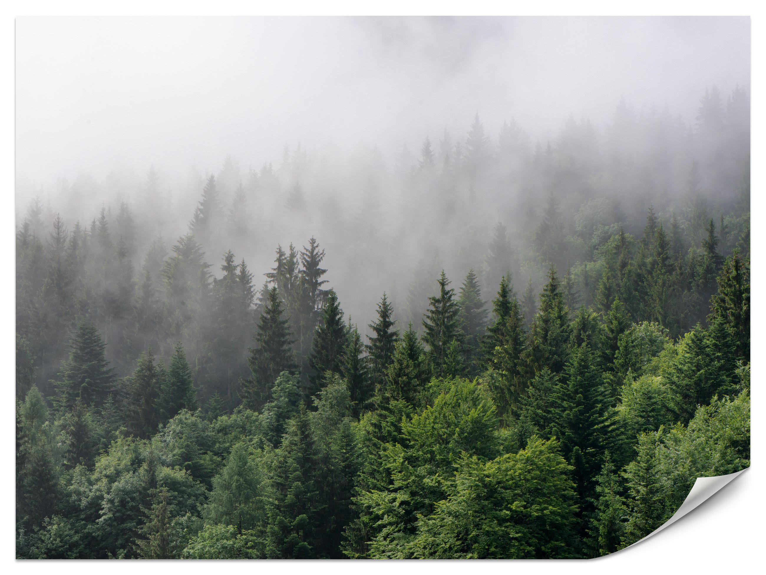 FOTOTAPETE für Wohnzimmer Nadelbäume Nebelwald Grün 200x140 - Grau/Grün, Papier (200/140cm) - Muralo