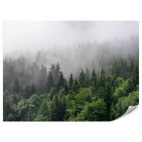 FOTOTAPETE für Wohnzimmer Nadelbäume Nebelwald Grün 200x140 - Grau/Grün, Papier (200/140cm) - Muralo