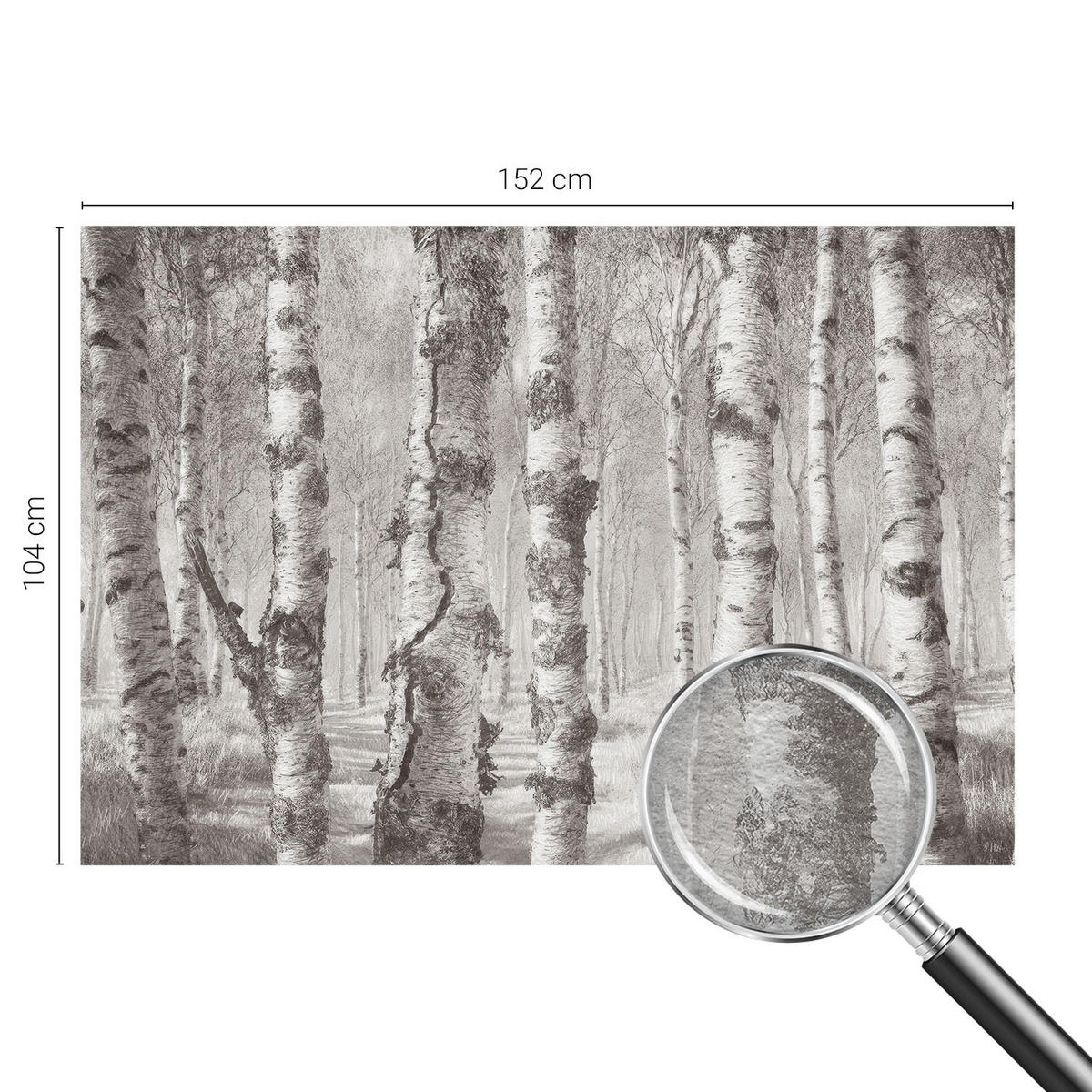 FOTOTAPETE 152x104 cm - Birkenwald - Schwarz, Textil (152/104cm) - Wallfluent