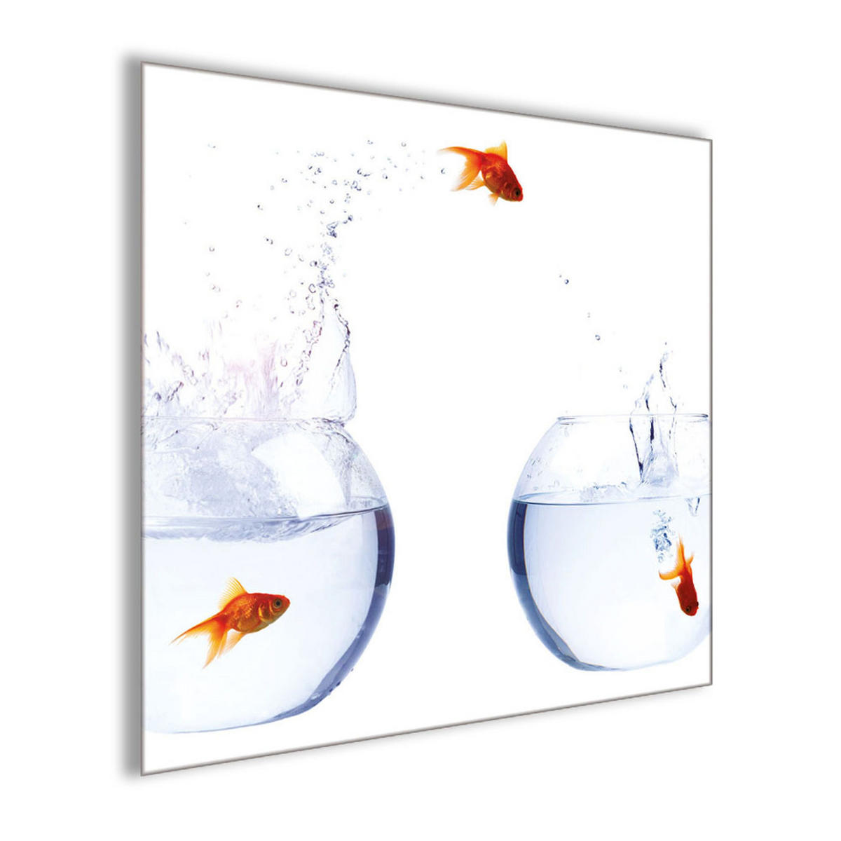 GLASBILD 30×30 cm Goldfische - Orange, Glas (30/30cm) - artissimo