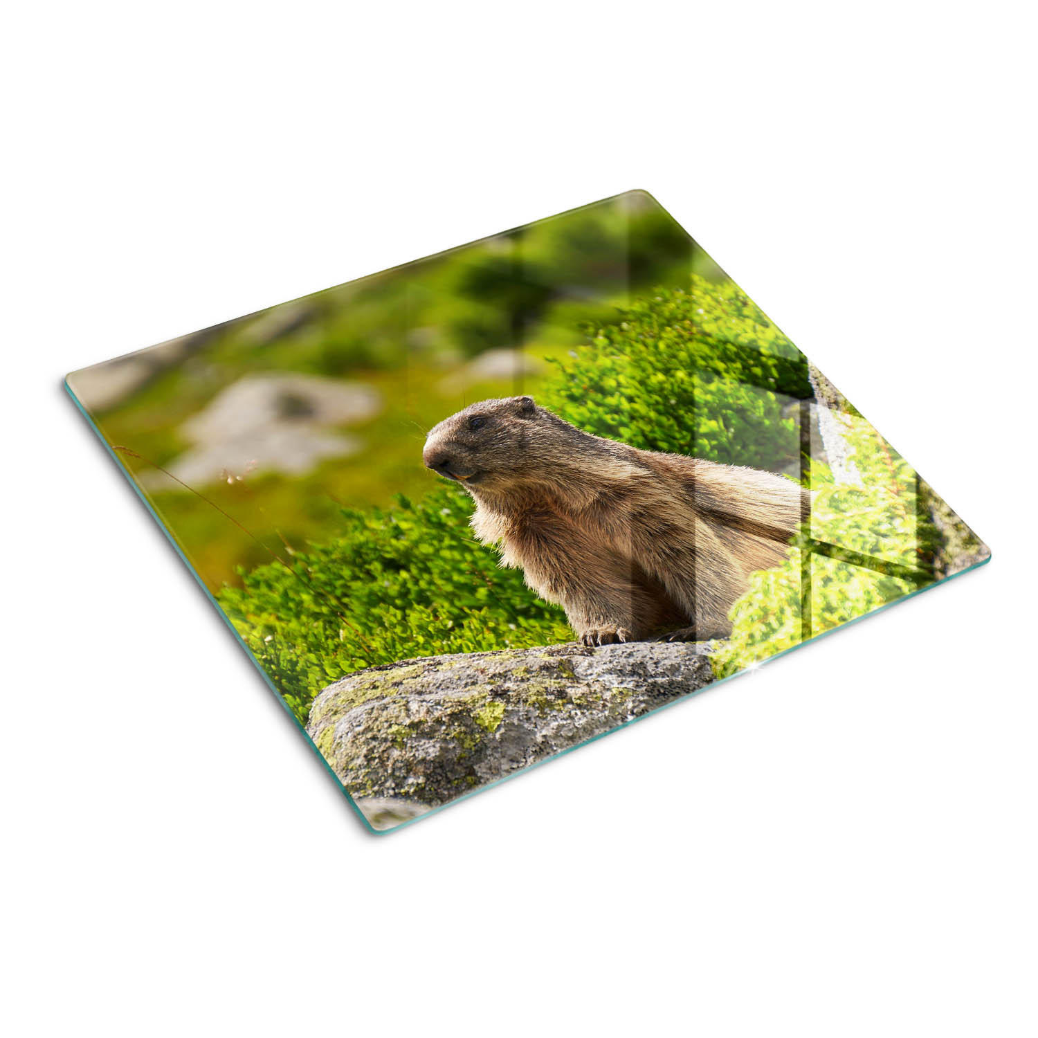 GLASPLATTE 60x52 cm Tatra-Murmeltier - Grün, Glas (60/0.4/52cm) - TULUP