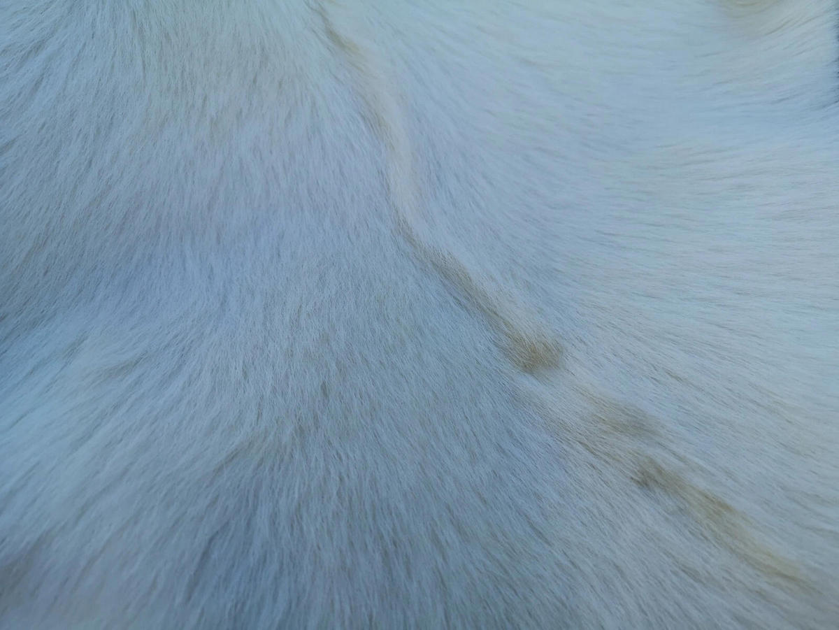 ZIEGENFELL Naturfell weich geruchsneutral Schnäppchen Weiß ca. 60 cm - Weiß, Fell (36/60cm) - Provellus