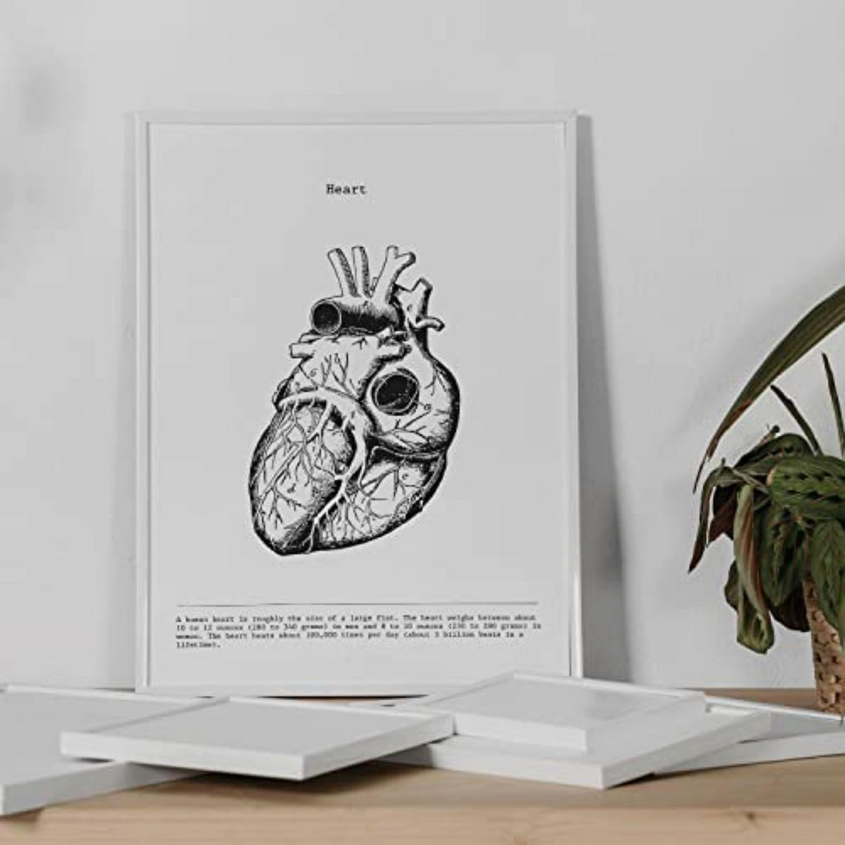 POSTER Set mit 3 Anatomie Vintage Herz Gehirn Lunge Größe A4 Rahmenlos - Klar, Papier (21/1/29.7cm) - Nacnic