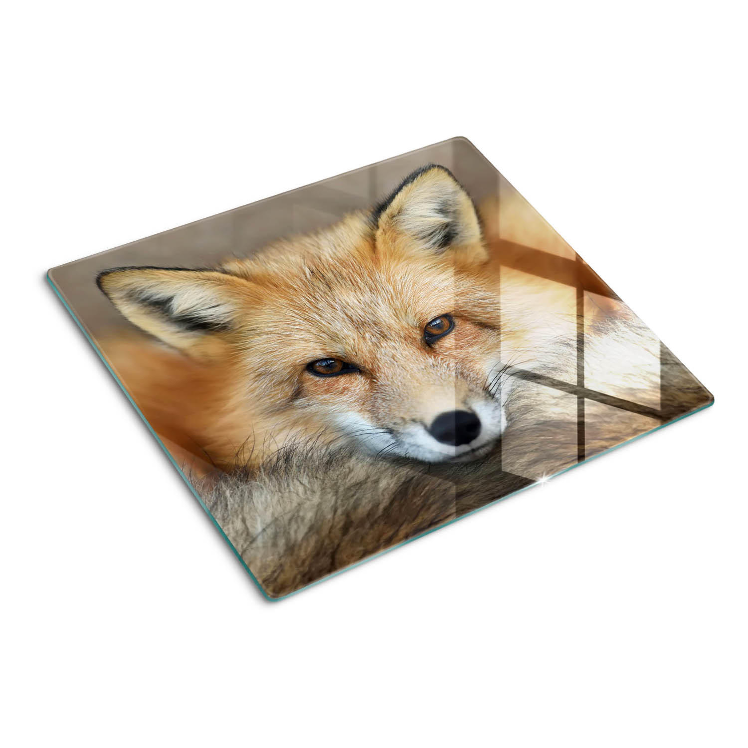 GLASPLATTE 60x52 cm Fuchs - Beige, Glas (60/0.4/52cm) - TULUP