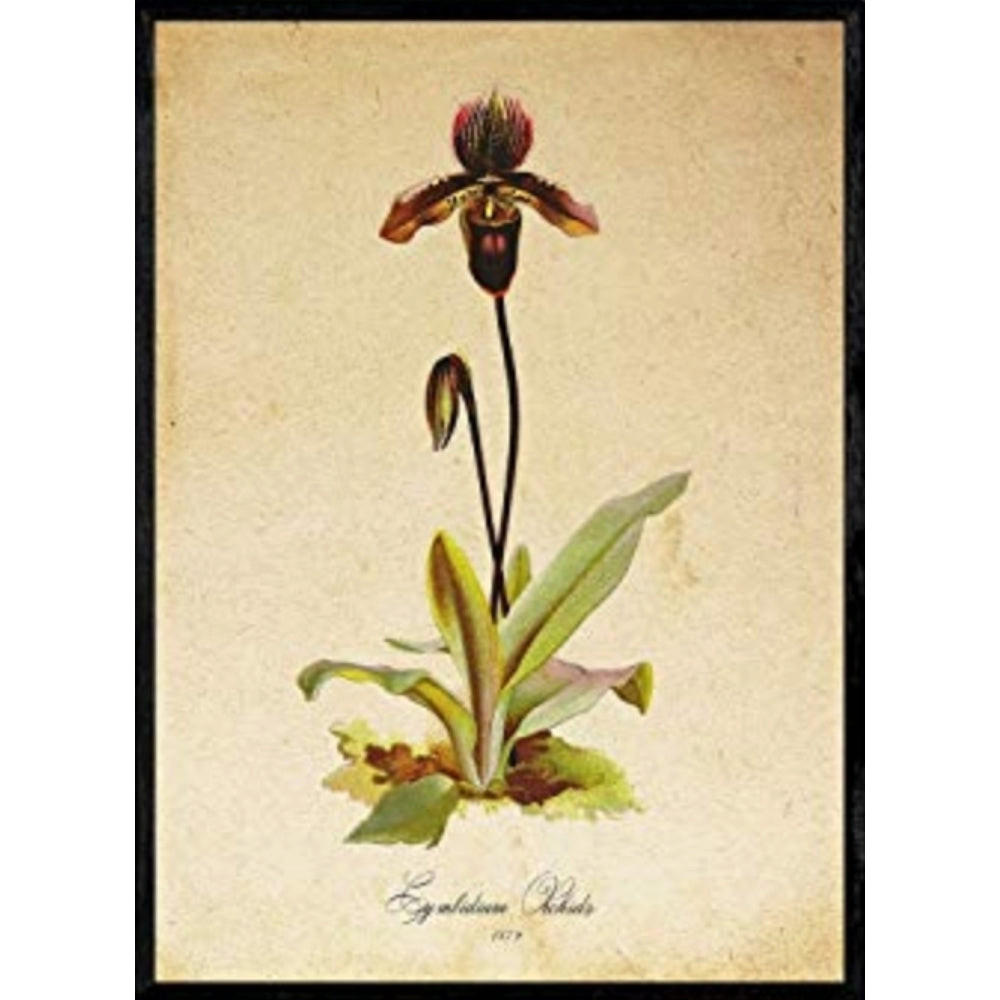 POSTER Cymbidium Orchidee 2. A4 Schwarzer Rahmen - Schwarz, Papier (29.7/5/21cm) - Nacnic