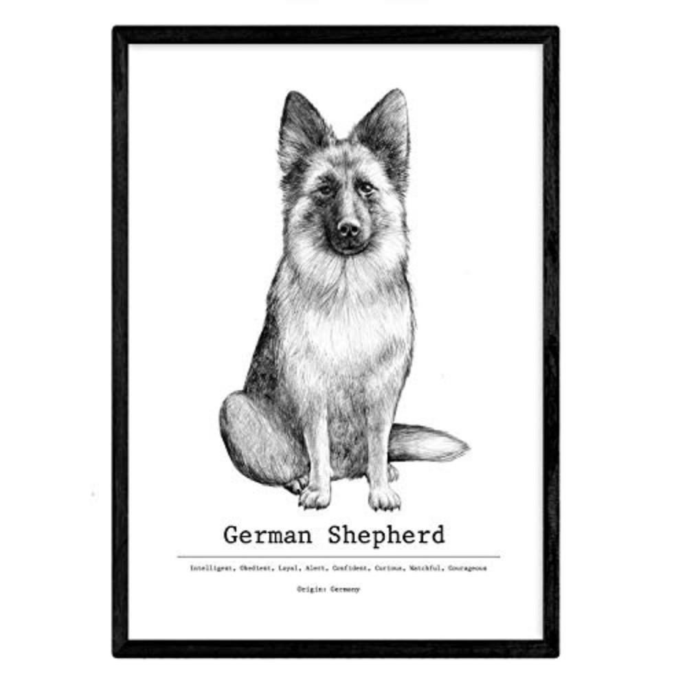POSTER Pastor Deutsch Dekorativer Hund A4 Rahmenlos - Klar, Papier (29.7/5/21cm) - Nacnic
