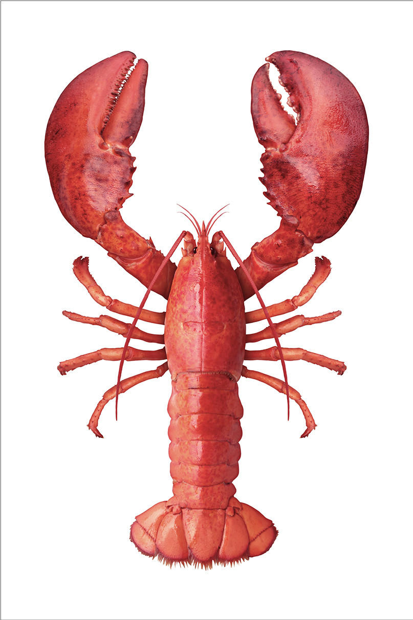 WANDTATTOO Hummer 70 x 46.5 cm - Rot, Papier (70/46.5/46.5cm) - ESTAhome