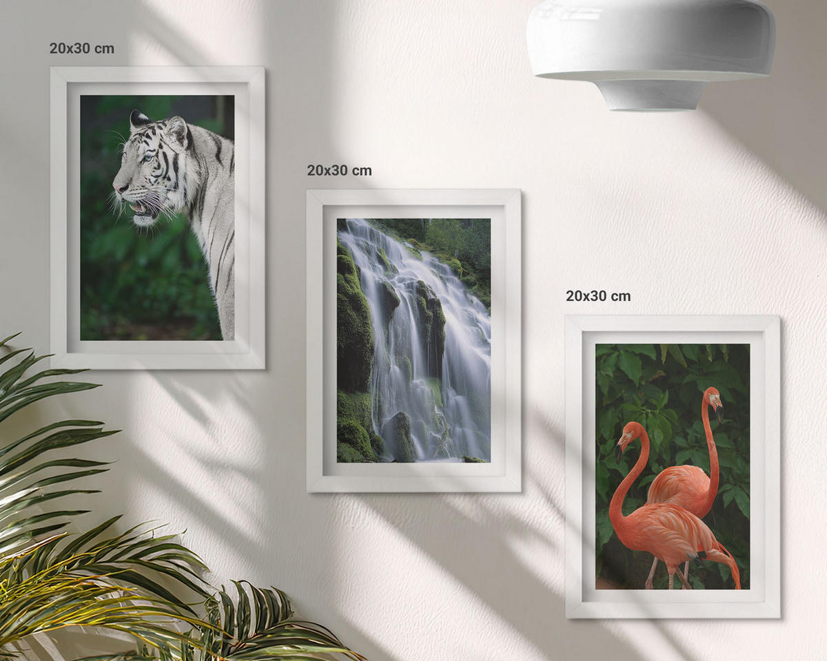 WANDBILDER 3er-Set - 20x30 cm Weißer Rahmen - Tiger Wasserfall Flamingos Natur - Weiß, Kunststoff (20/30cm) - ArtPrintCave
