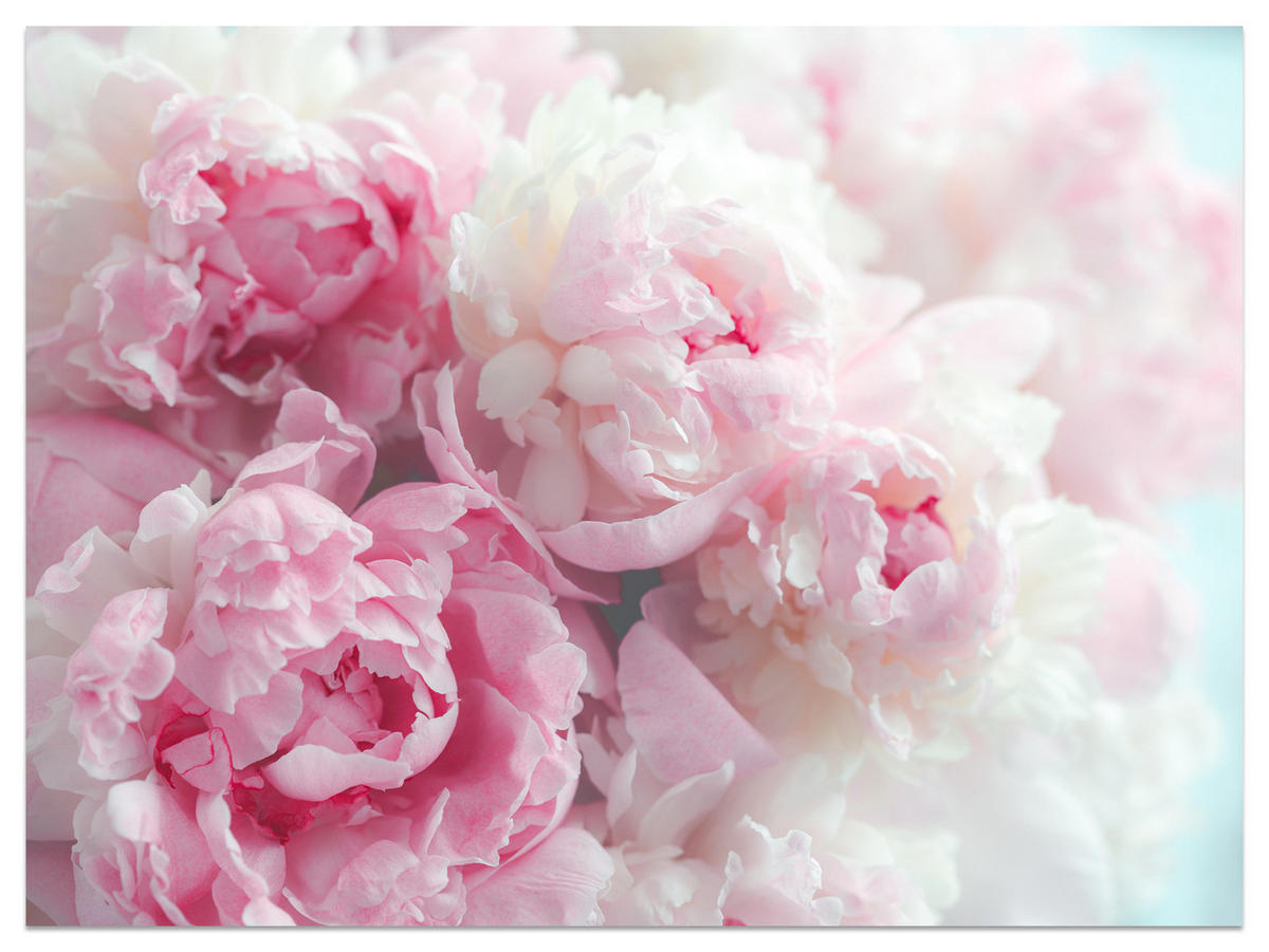 FOTOTAPETE Blumen Pfingstrosen Natur 3D 500x350 - Blau/Rosa, Papier (500/350cm) - Muralo