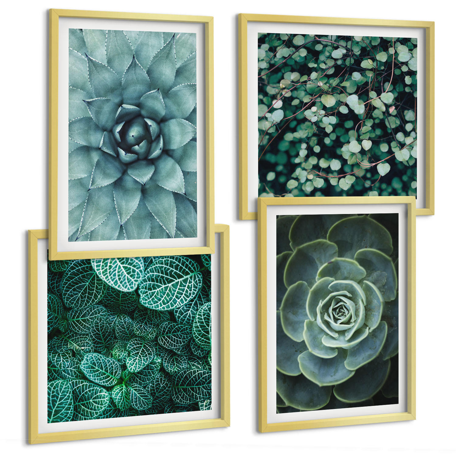 BILDER SET 4er Set - 50x50 cm & 40x60 cm Goldrahmen - Sukkulenten in Grün und Türkis - Goldfarben, Kunststoff (50/50cm) - TULUP