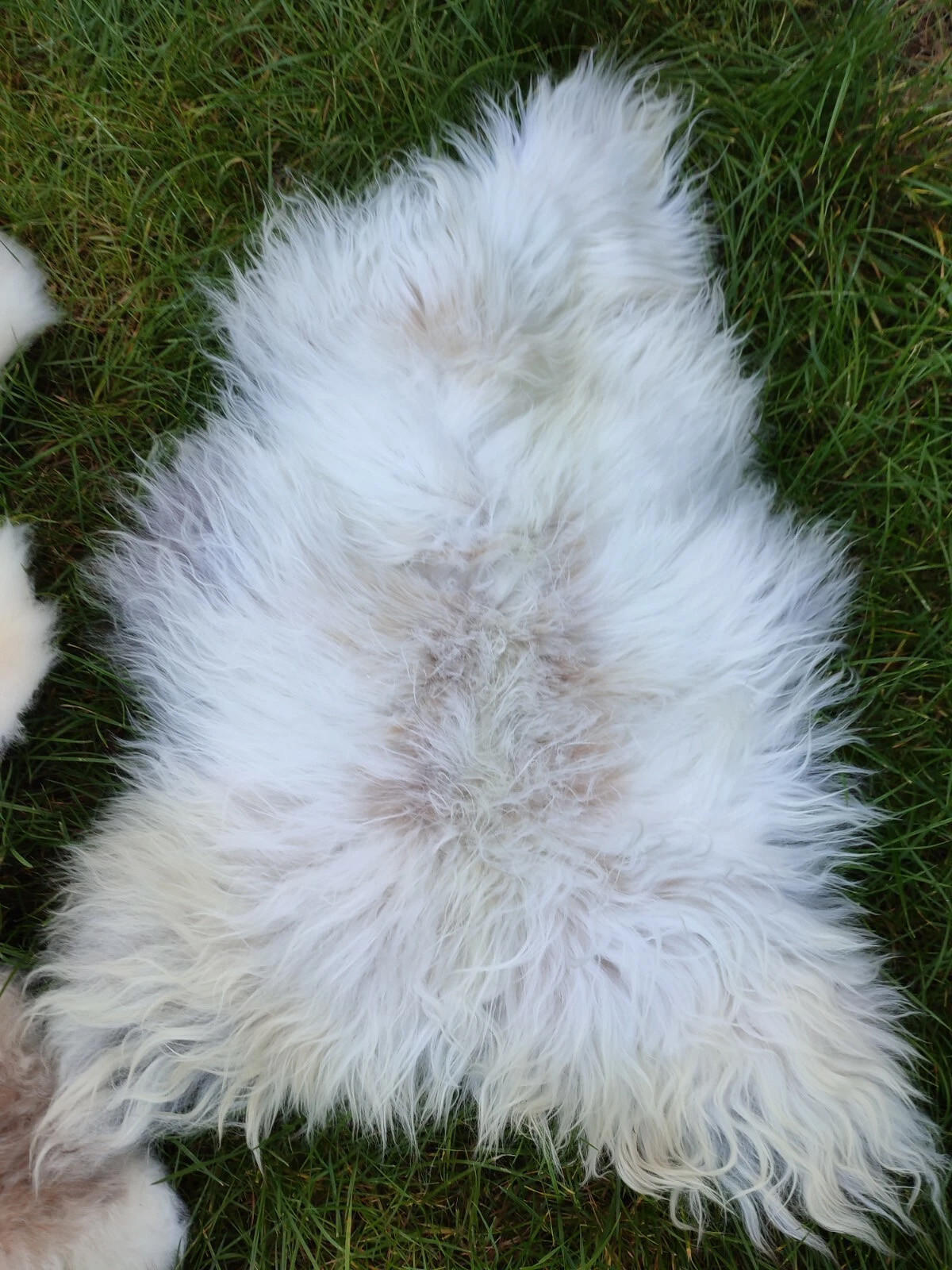 LAMMFELL Natur Schaffell hell gefleckt langhaar ca. 95 cm - Creme/Weiß, Fell (55/95cm) - Provellus