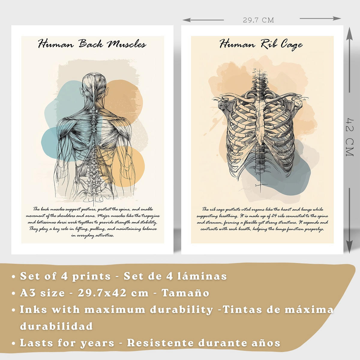 POSTER Set aus 4 Anatomie Mensch Lernposter Drucke und Wandbilder mit Muskeln Rücken Rippen Gehirn und Schädel Modernes Design Größe Rahmenlos A3 - Klar, Papier (29.7/42/3cm) - Nacnic