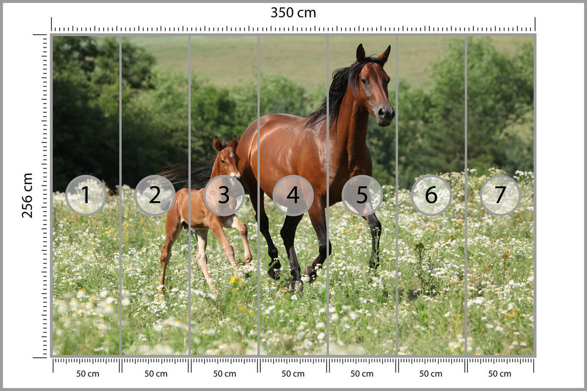 FOTOTAPETE Pferde Lichtung Pflanzen Natur 350x256 - Beige/Schwarz, Papier (350/256cm) - Muralo