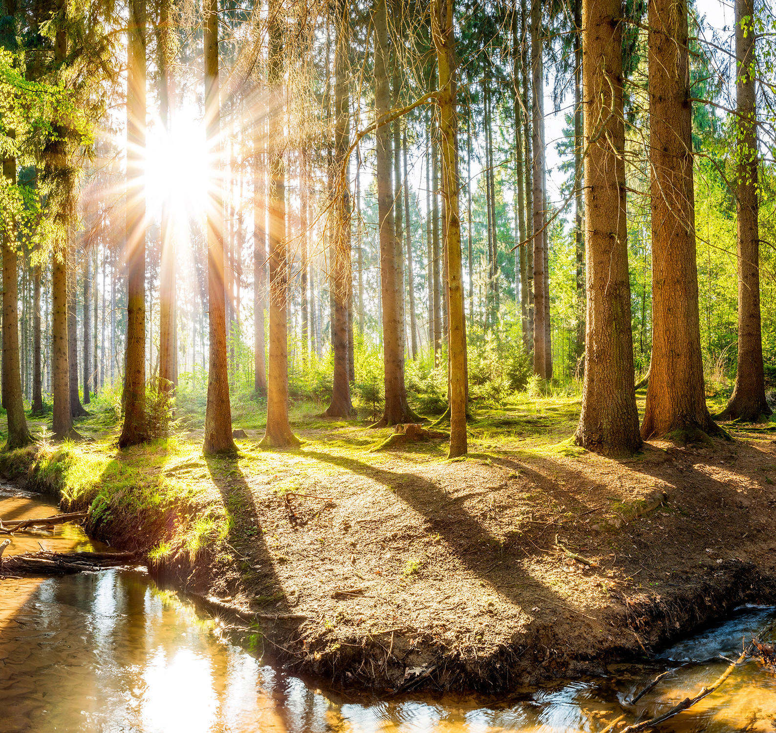 VERDUNKELUNGSROLLO 140x140 cm Sonne im Wald - Braun, Textil (140/140cm) - TULUP