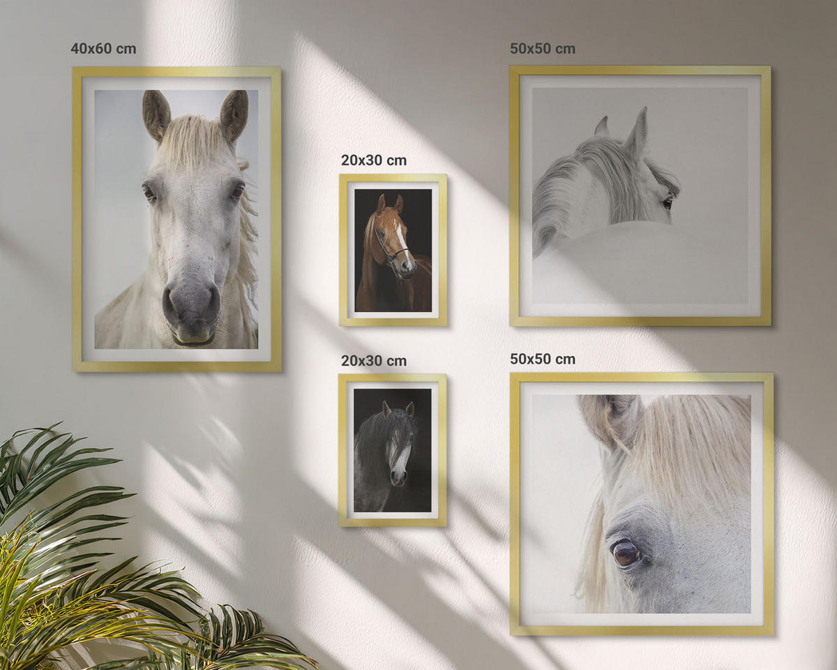 BILDER SET 5er Set - 50x50 cm & 20x30 cm & 40x60 cm Goldrahmen - Pferdeporträts in Schattierungen - Goldfarben, Kunststoff (40/60cm) - TULUP